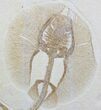 Fat Tailed Ray (Asterotrygon) - Very Rare #33559-2